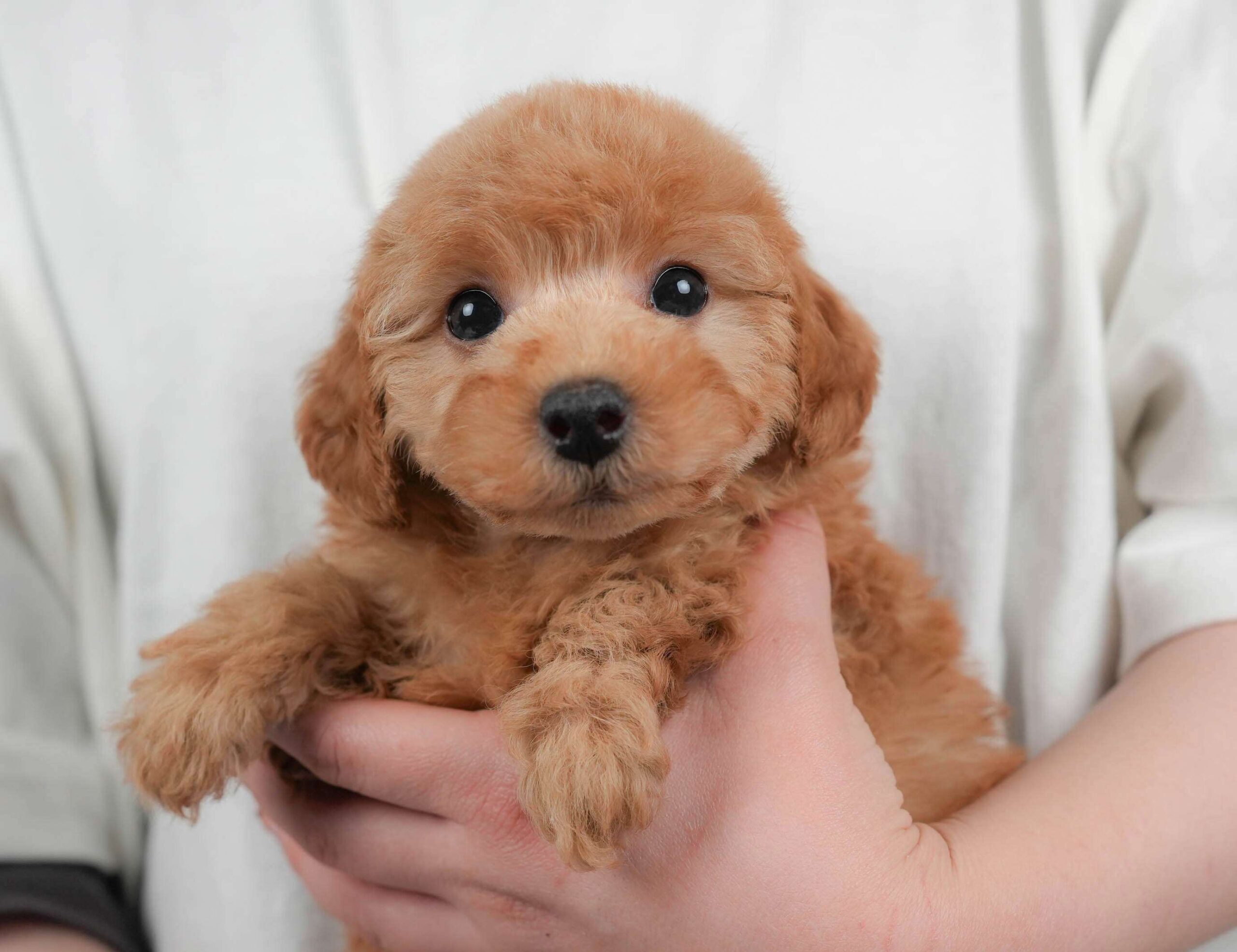 トイ・プードル | 男の子 | レッド | 2026年2月1日