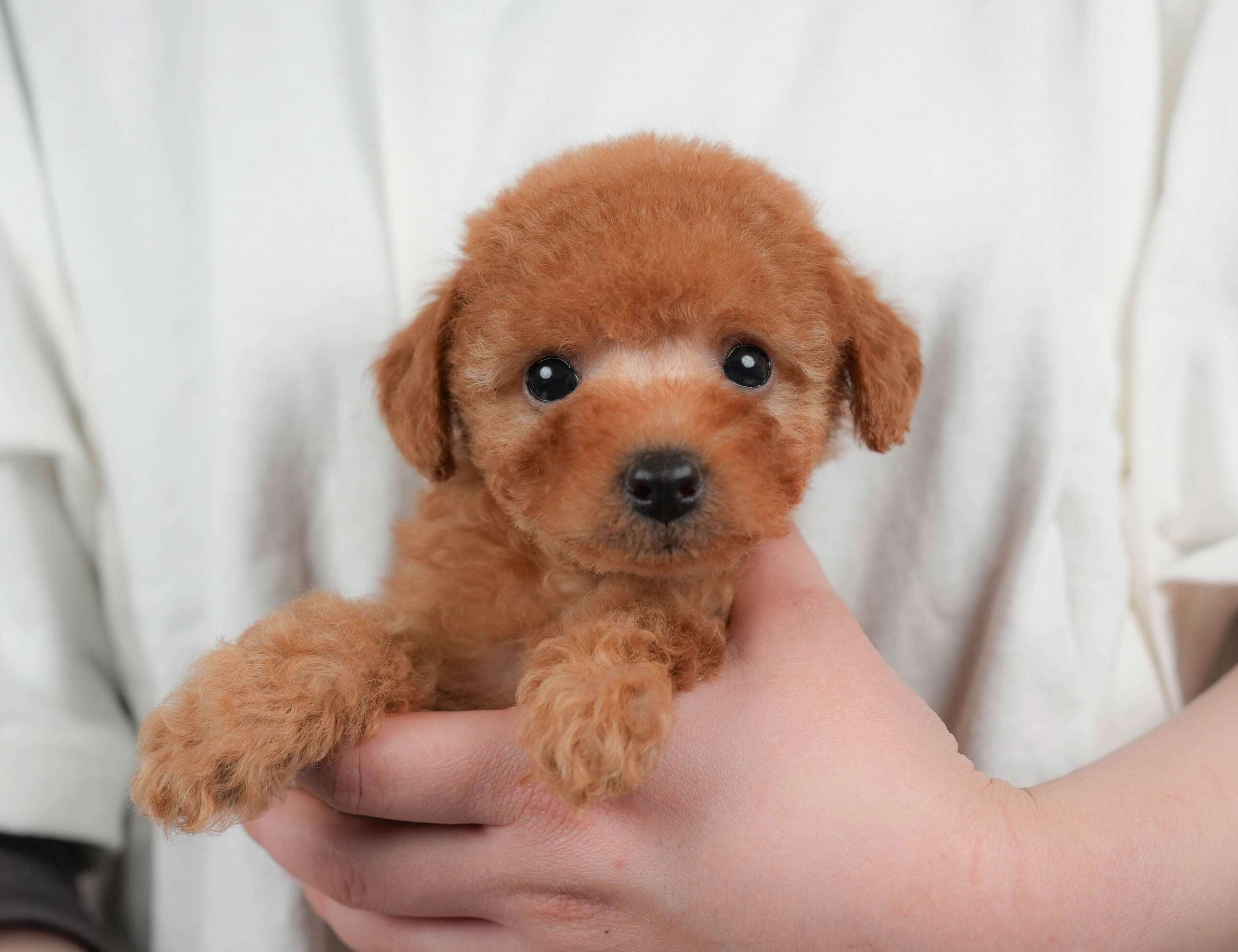 トイ・プードル | 女の子 | レッド | 2026年2月1日