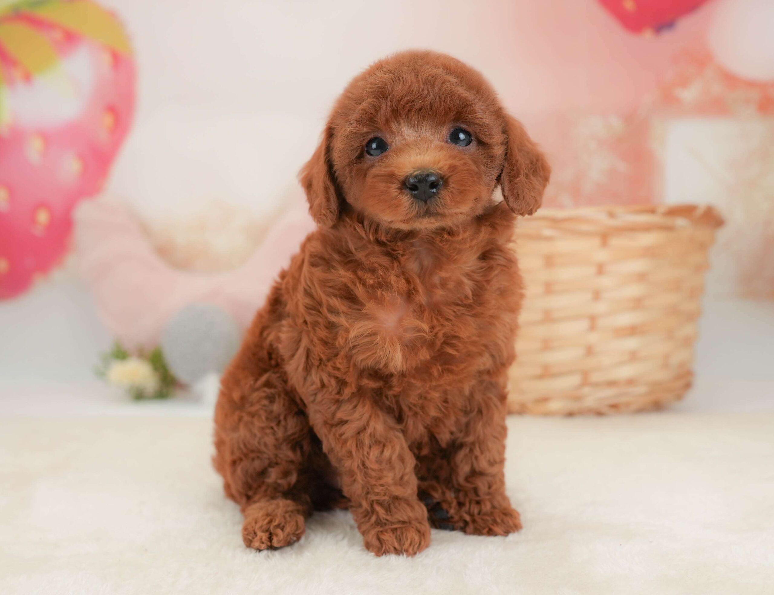トイ・プードル | 女の子 | レッド | 2026年2月1日