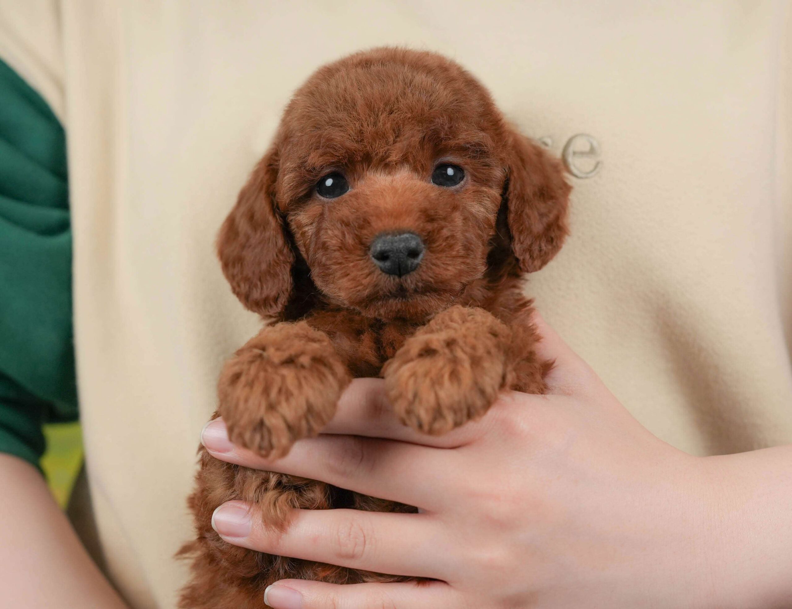 トイ・プードル | 女の子 | レッド | 2026年2月1日