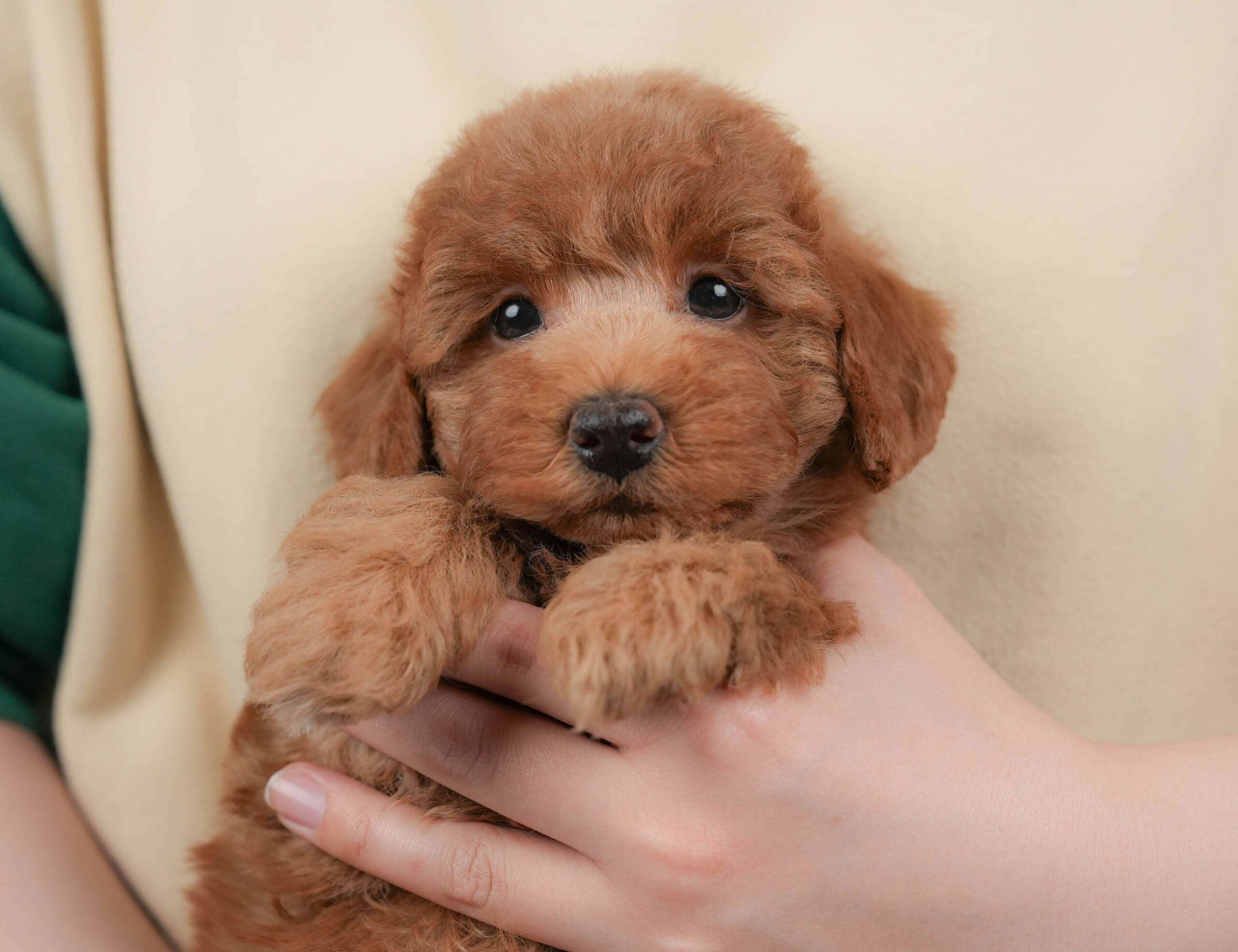 トイ・プードル | 女の子 | レッド | 2026年2月1日