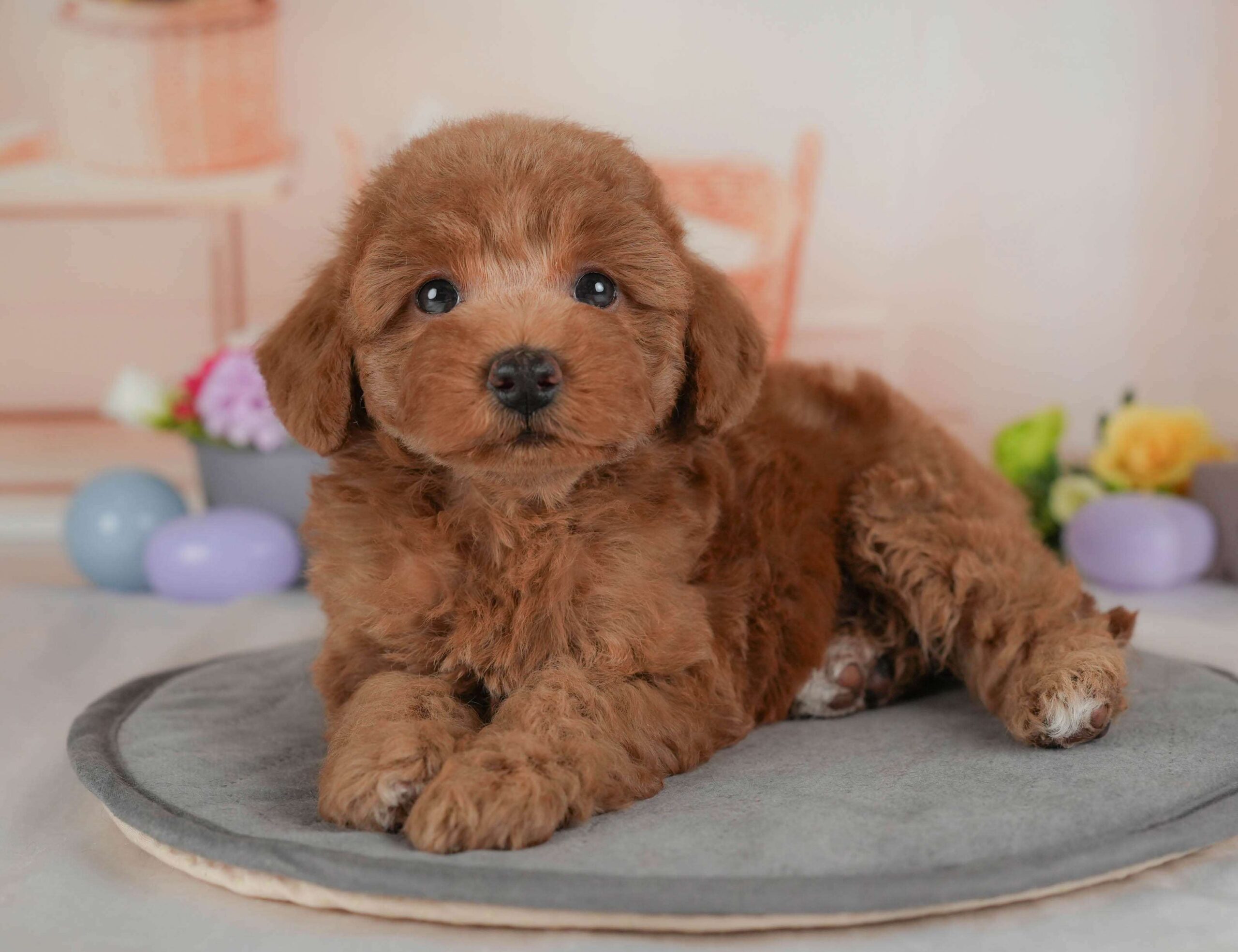 トイ・プードル | 女の子 | レッド | 2026年2月1日（ID:dog-30002966）