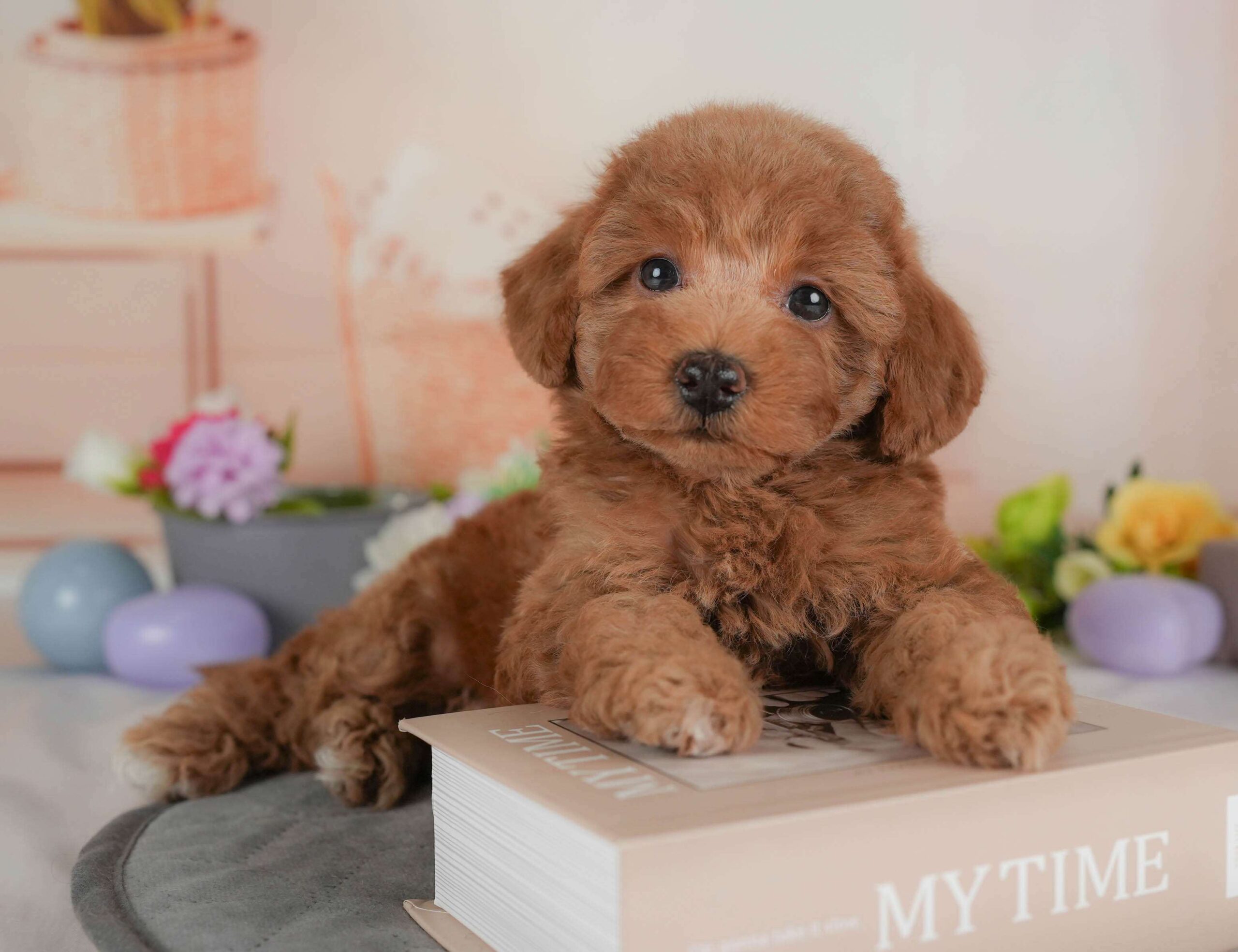 トイ・プードル | 女の子 | レッド | 2026年2月1日（ID:dog-30002966）