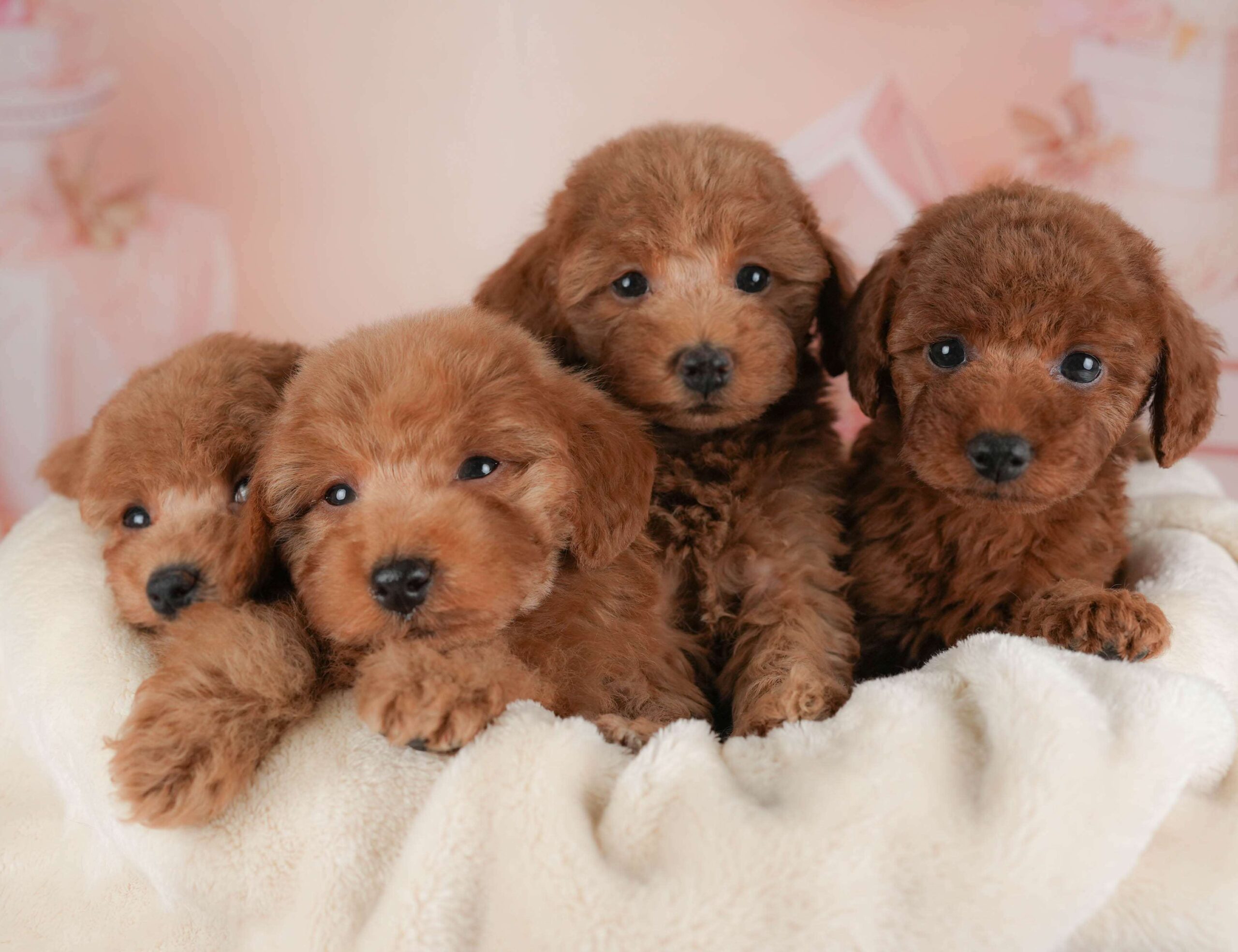 トイ・プードル | 女の子 | レッド | 2026年2月1日（ID:dog-30002966）