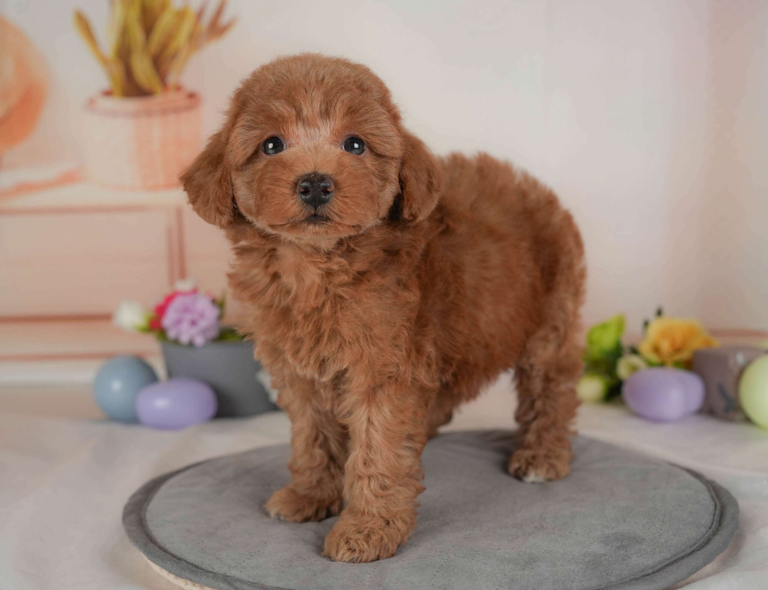 トイ・プードル | 女の子 | レッド | 2026年2月1日（ID:dog-30002966）