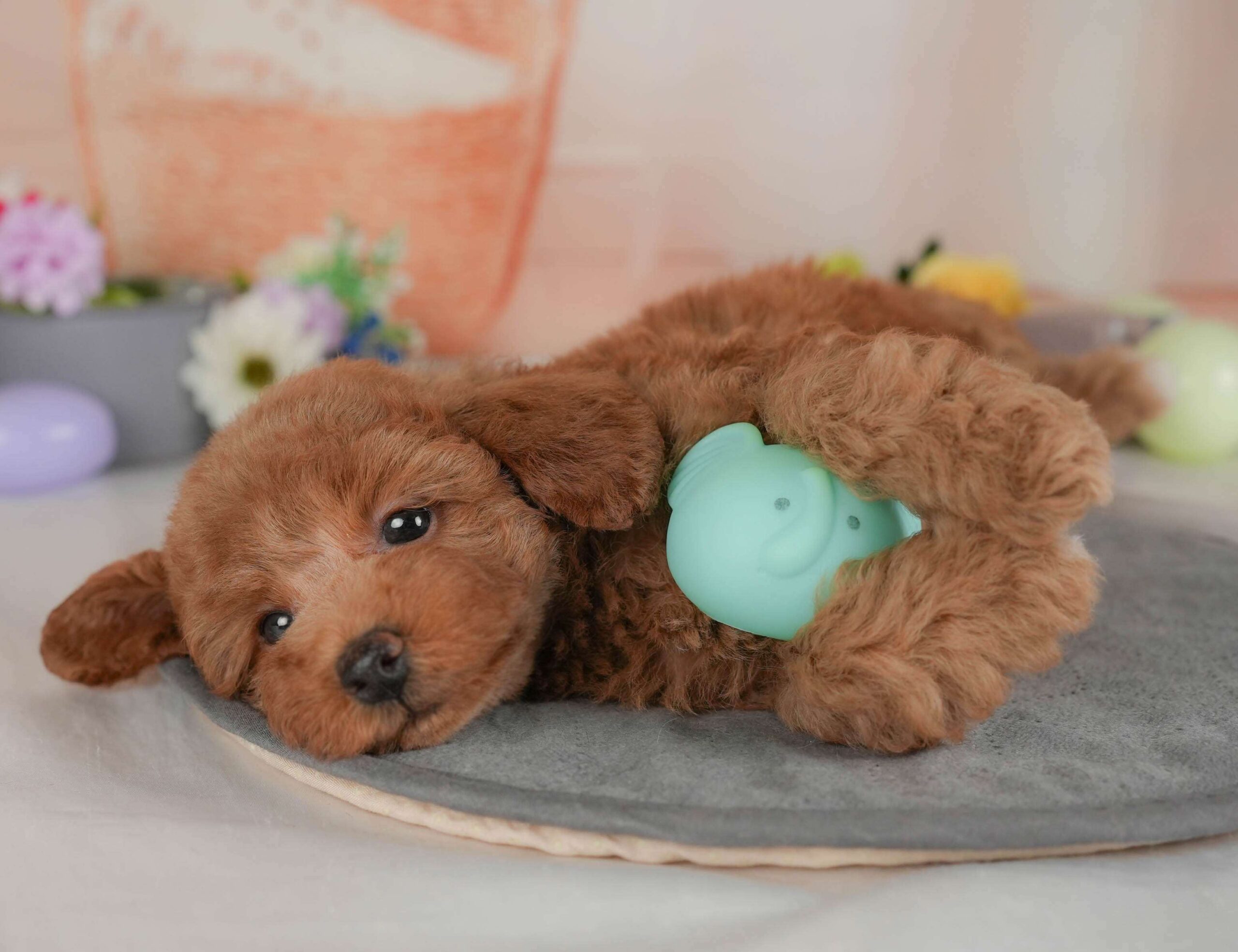 トイ・プードル | 女の子 | レッド | 2026年2月1日（ID:dog-30002966）