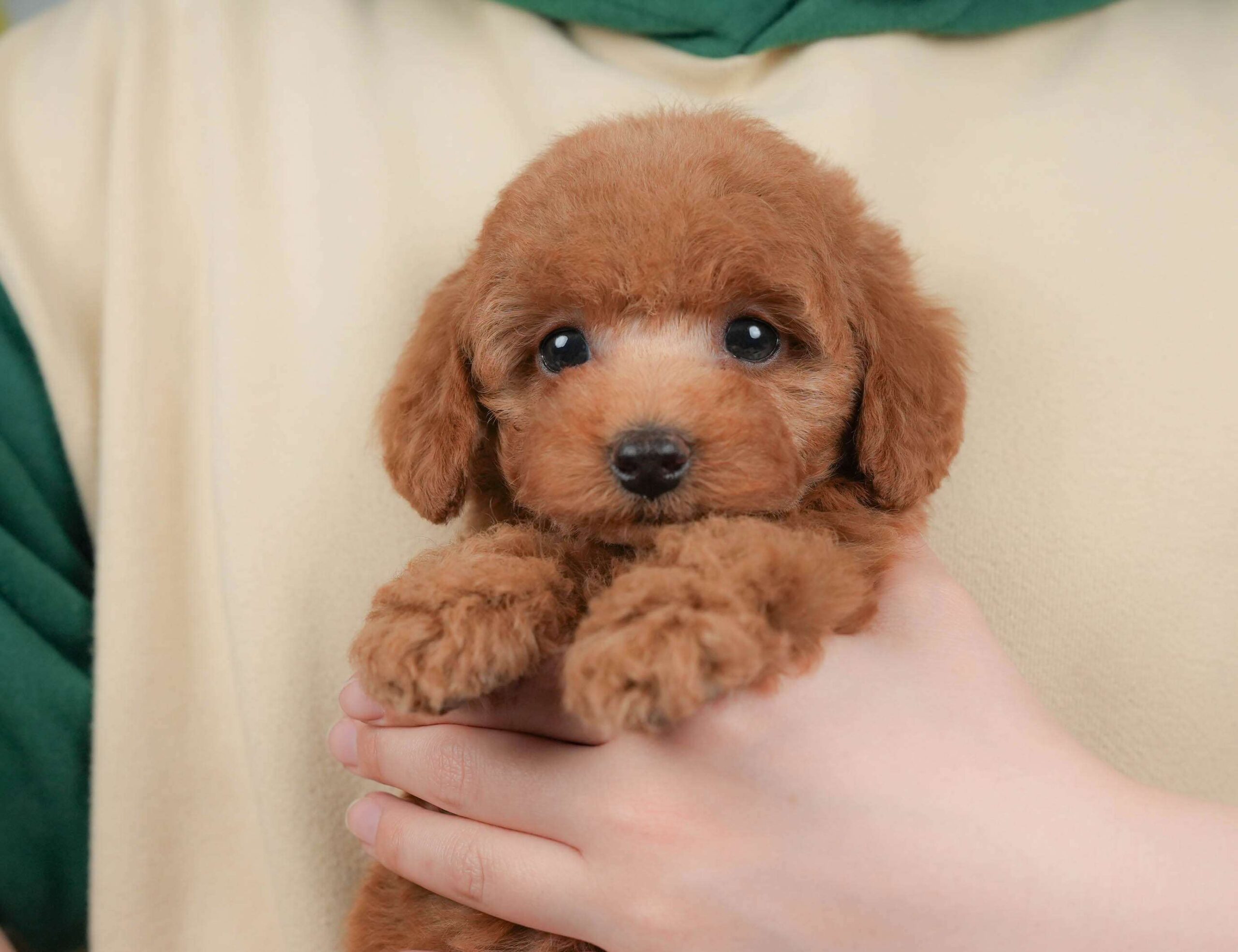 トイ・プードル | 男の子 | レッド | 2026年2月1日