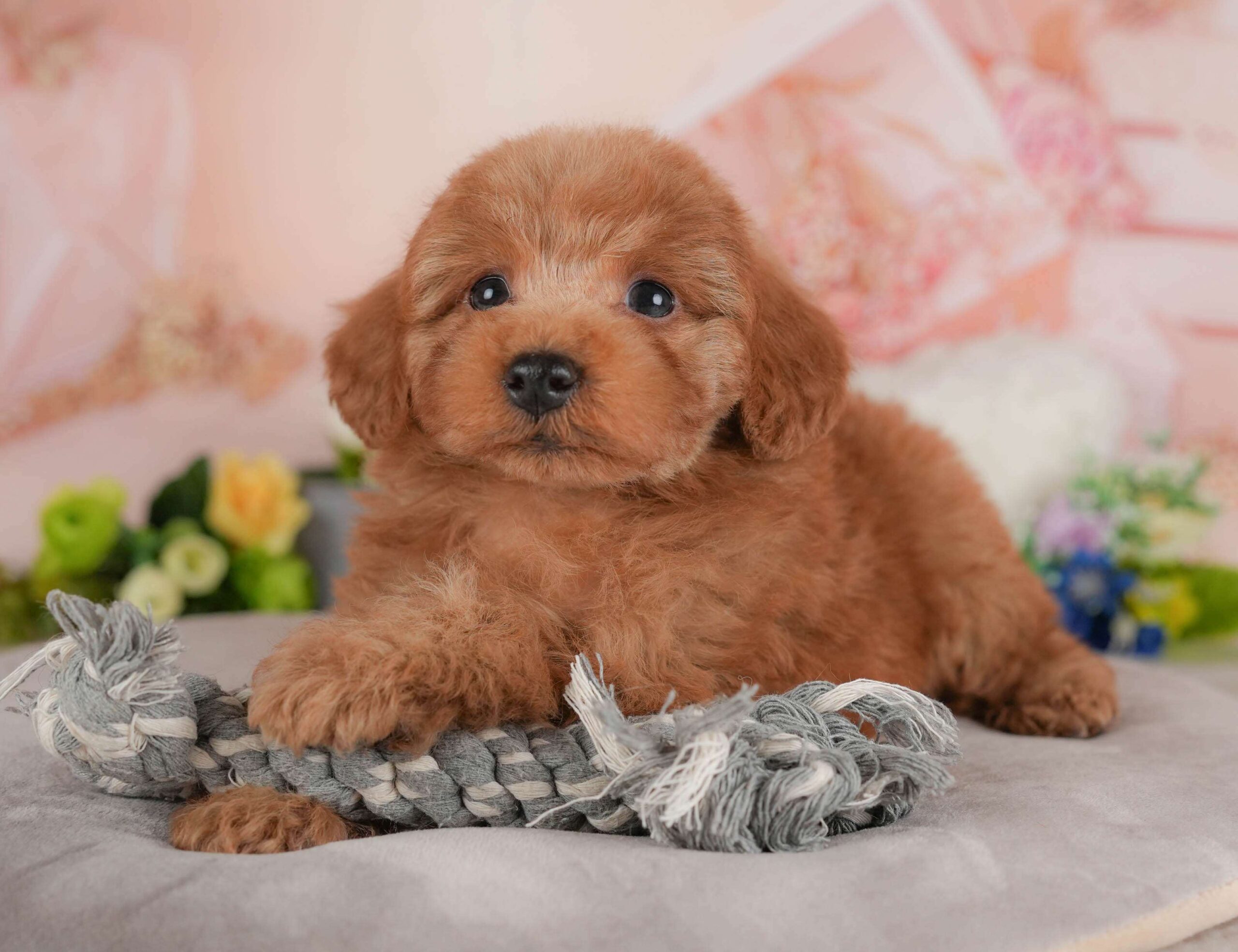 トイ・プードル | 男の子 | レッド | 2026年2月1日