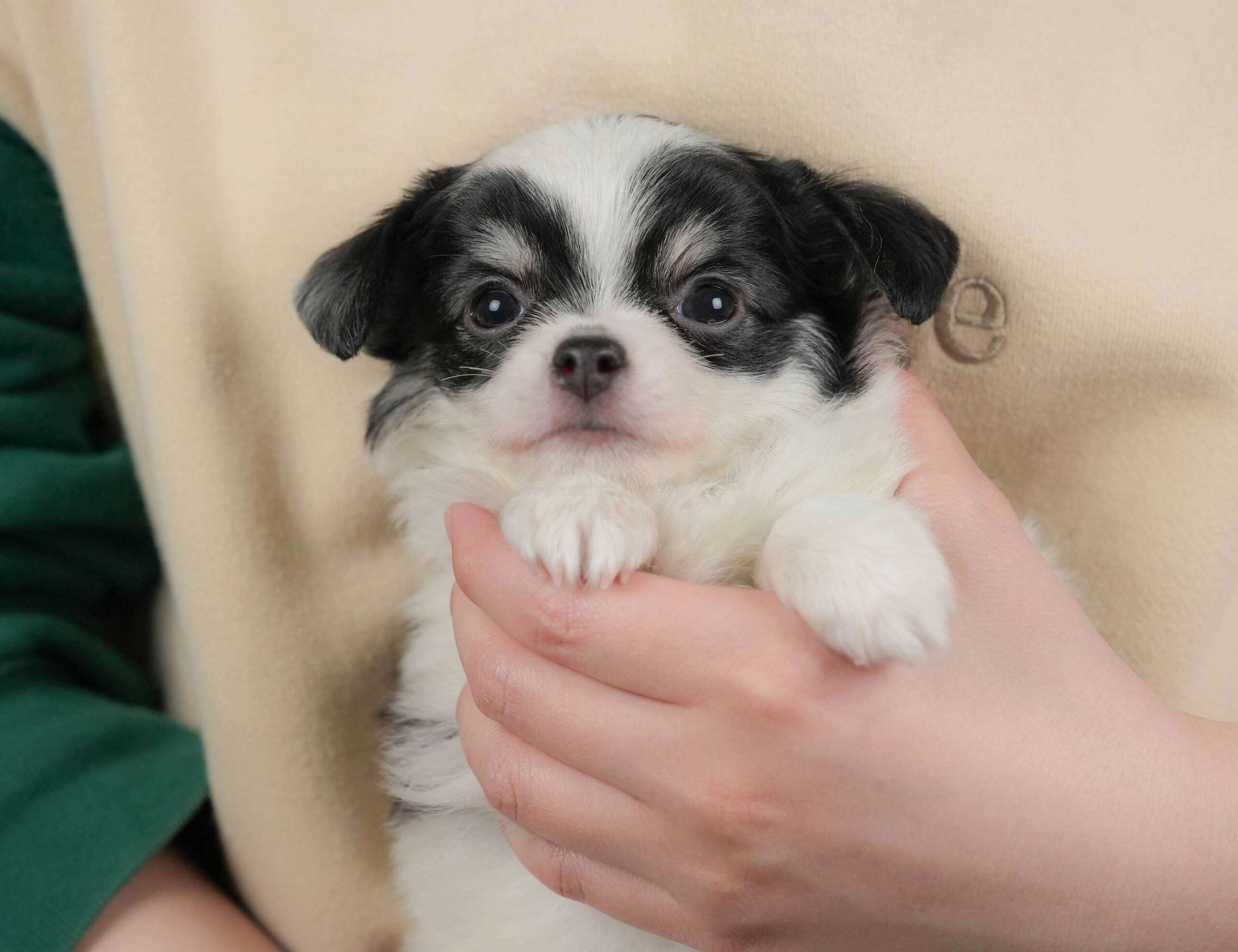 チワワ(ロング) | 女の子 | ホワイト＆ブラックタン | 2026年2月1日（ID:dog-30002970）