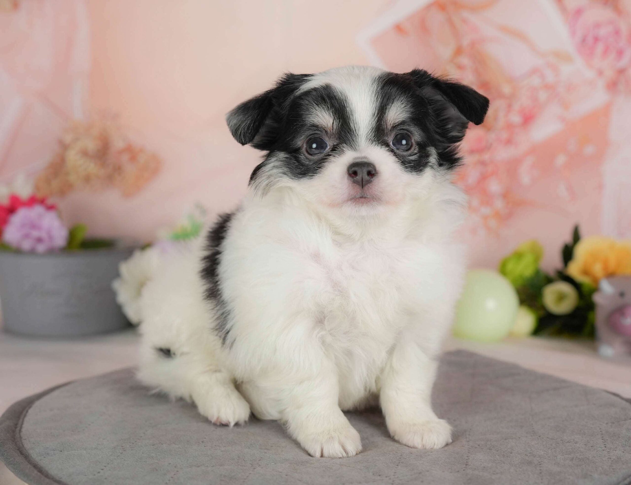 チワワ(ロング) | 女の子 | ホワイト＆ブラックタン | 2026年2月1日（ID:dog-30002970）