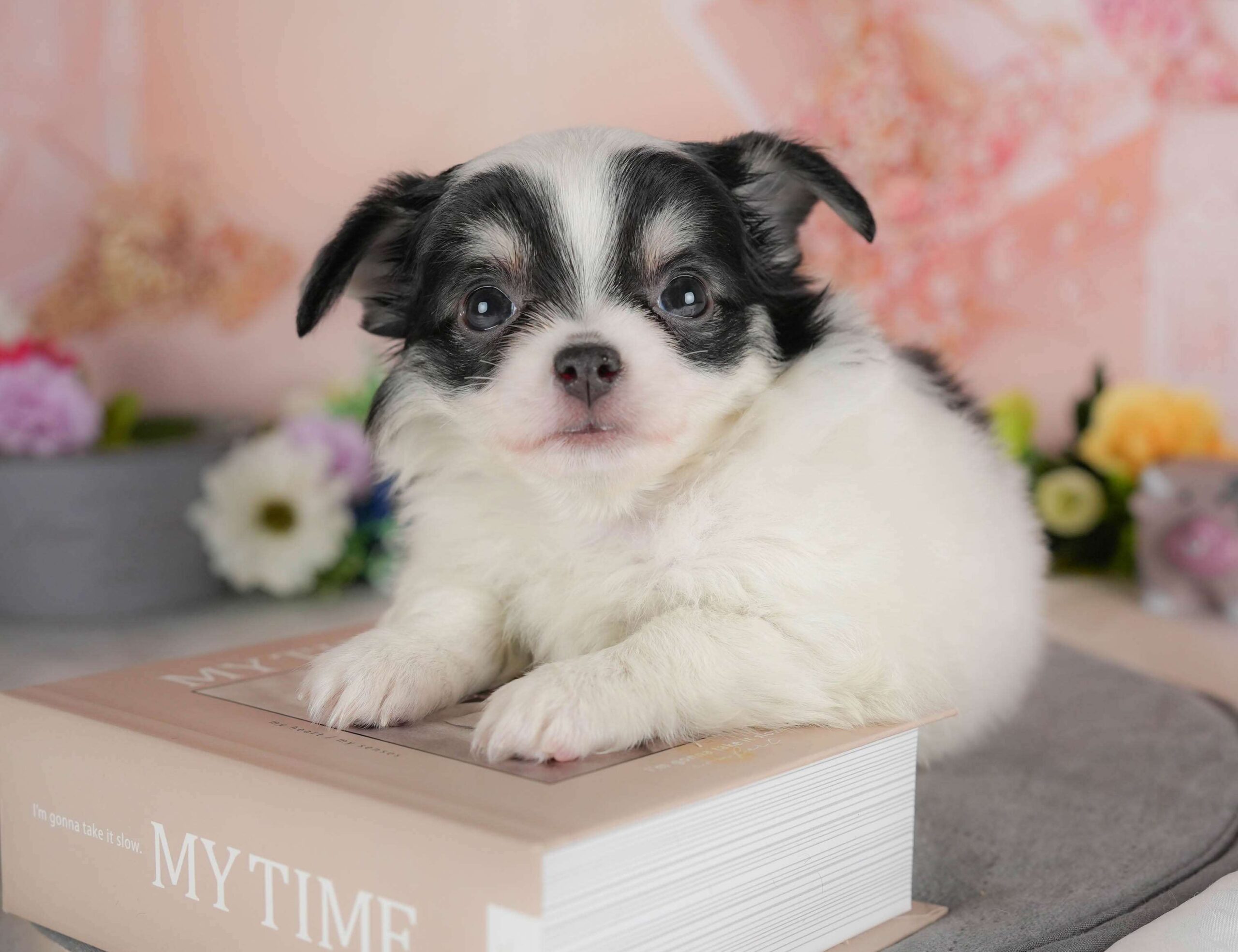 チワワ(ロング) | 女の子 | ホワイト＆ブラックタン | 2026年2月1日（ID:dog-30002970）