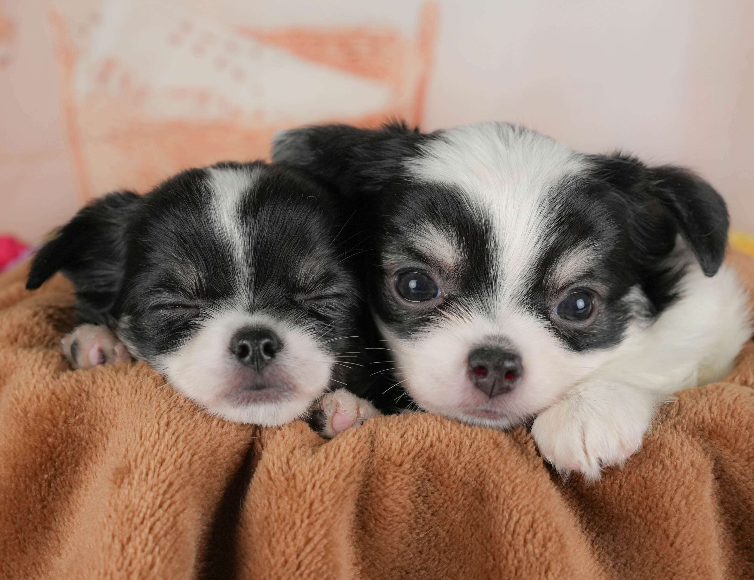 チワワ(ロング) | 女の子 | ホワイト＆ブラックタン | 2026年2月1日（ID:dog-30002970）