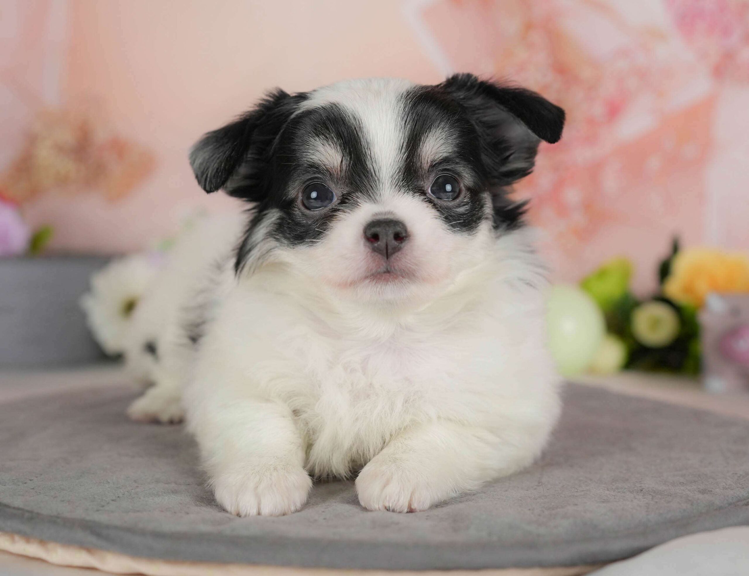 チワワ(ロング) | 女の子 | ホワイト＆ブラックタン | 2026年2月1日（ID:dog-30002970）