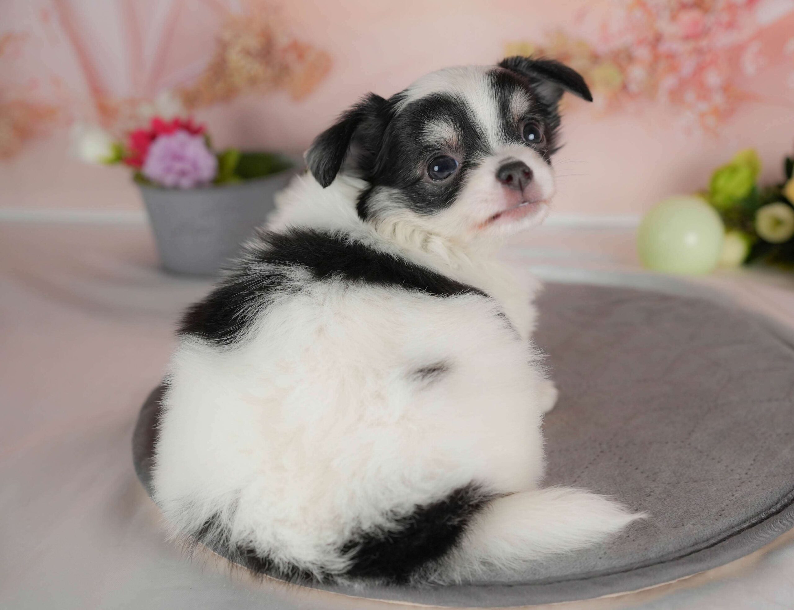 チワワ(ロング) | 女の子 | ホワイト＆ブラックタン | 2026年2月1日（ID:dog-30002970）