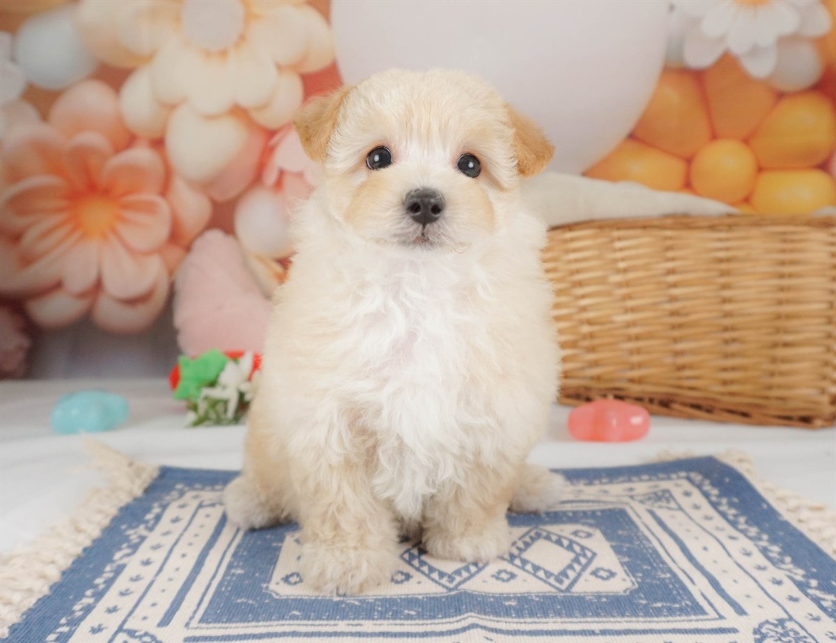 マルプー | 女の子 | アプリコット | 2026年2月2日