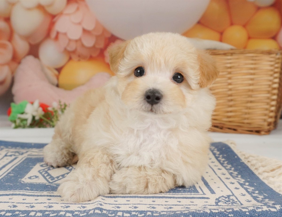 マルプー | 女の子 | アプリコット | 2026年2月2日