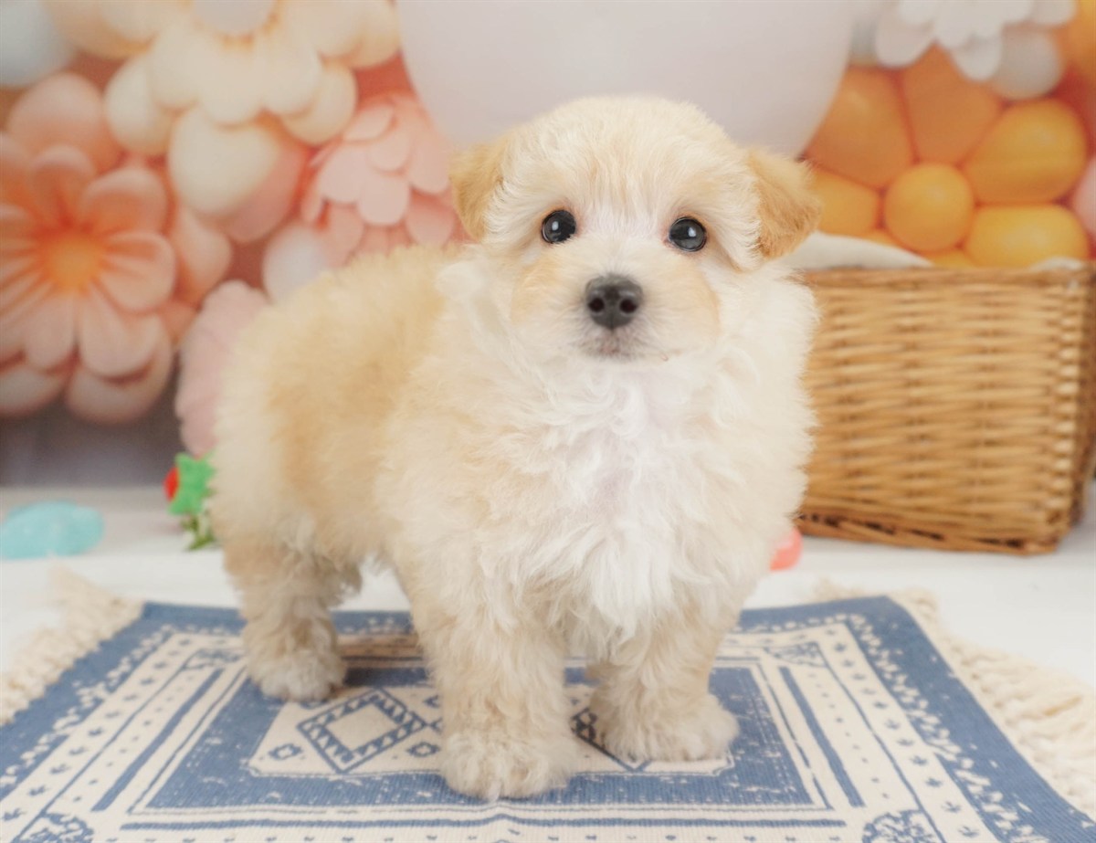 マルプー | 女の子 | アプリコット | 2026年2月2日