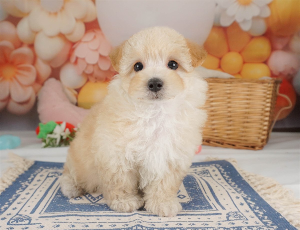 マルプー | 女の子 | アプリコット | 2026年2月2日