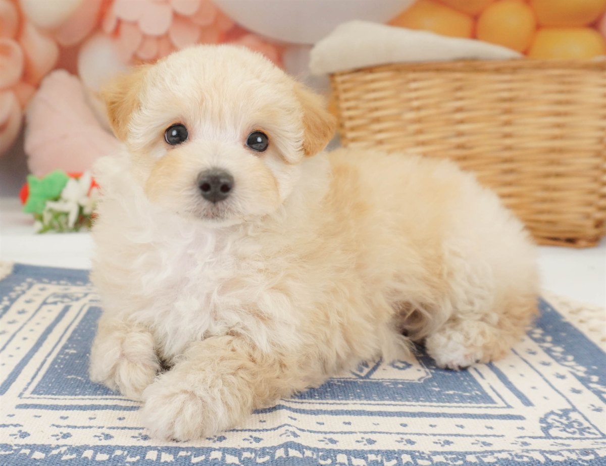 マルプー | 女の子 | アプリコット | 2026年2月2日