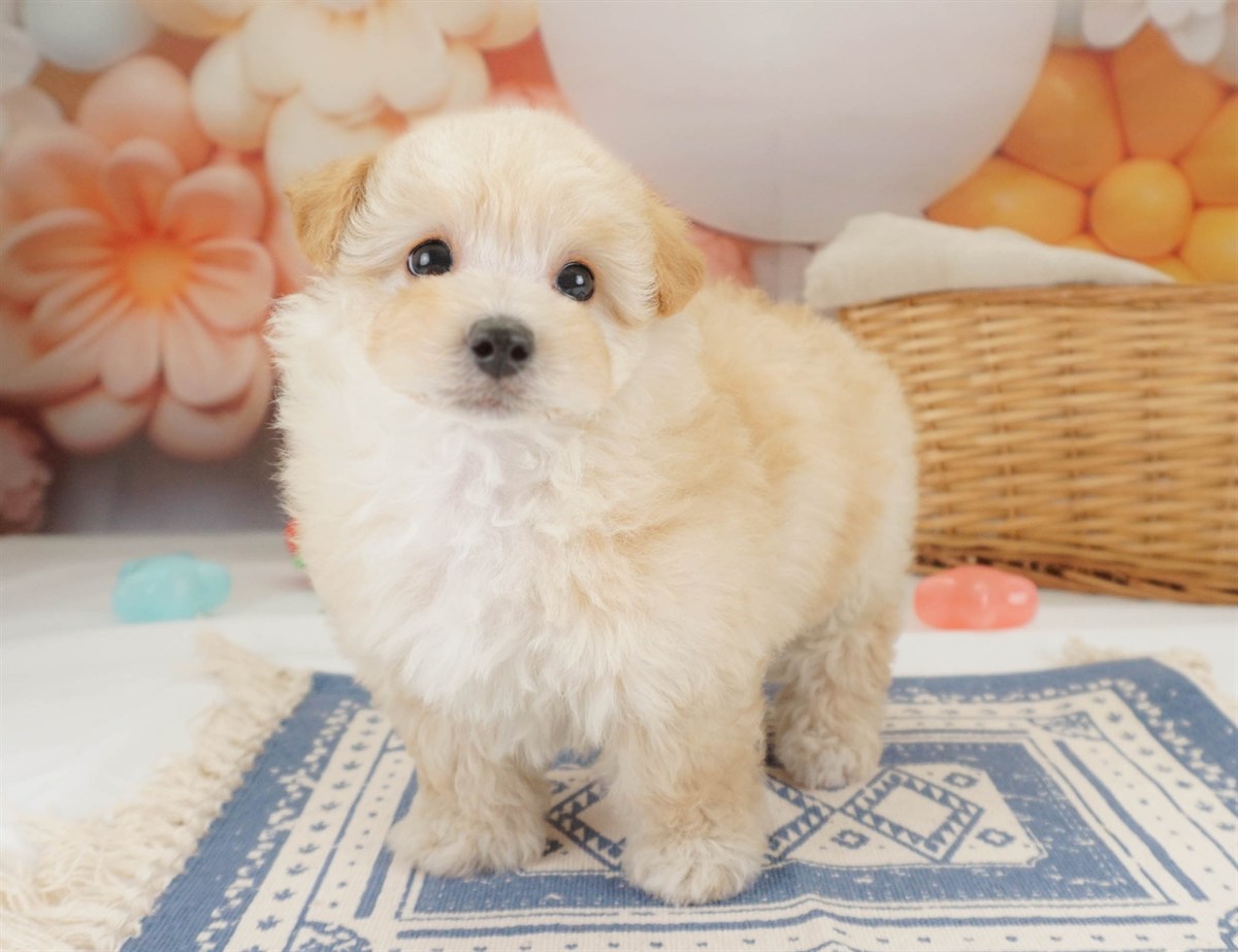 マルプー | 女の子 | アプリコット | 2026年2月2日