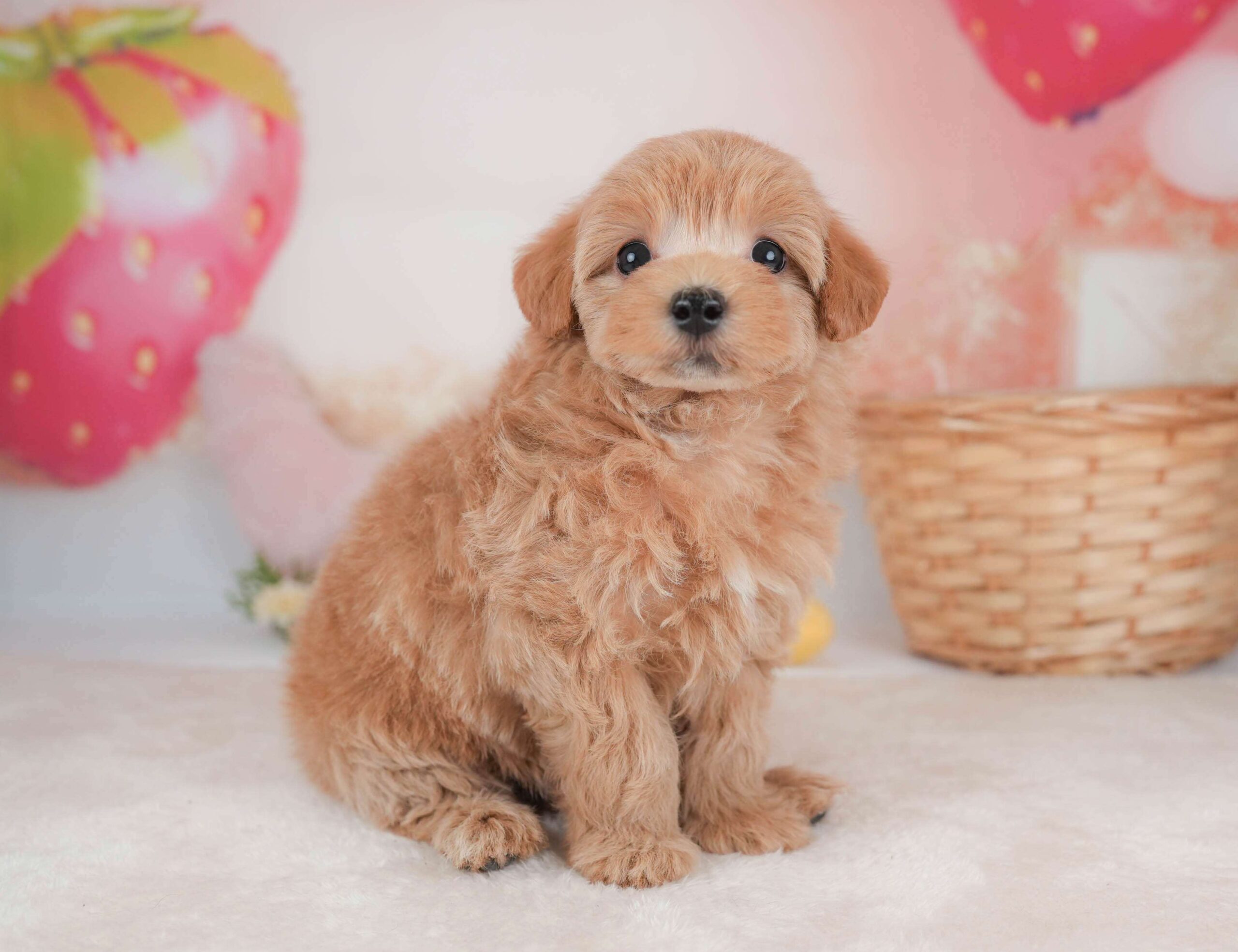 マルプー | 女の子 | アプリコット | 2026年2月2日