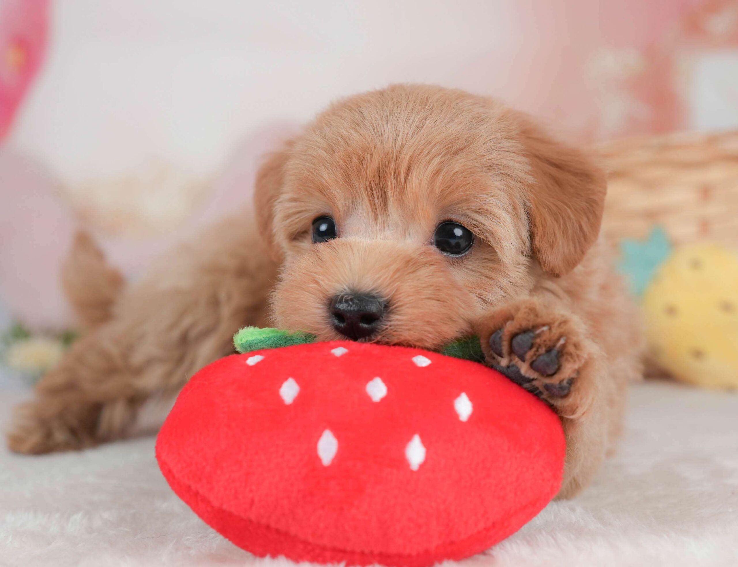 マルプー | 女の子 | アプリコット | 2026年2月2日（ID:dog-30002976）