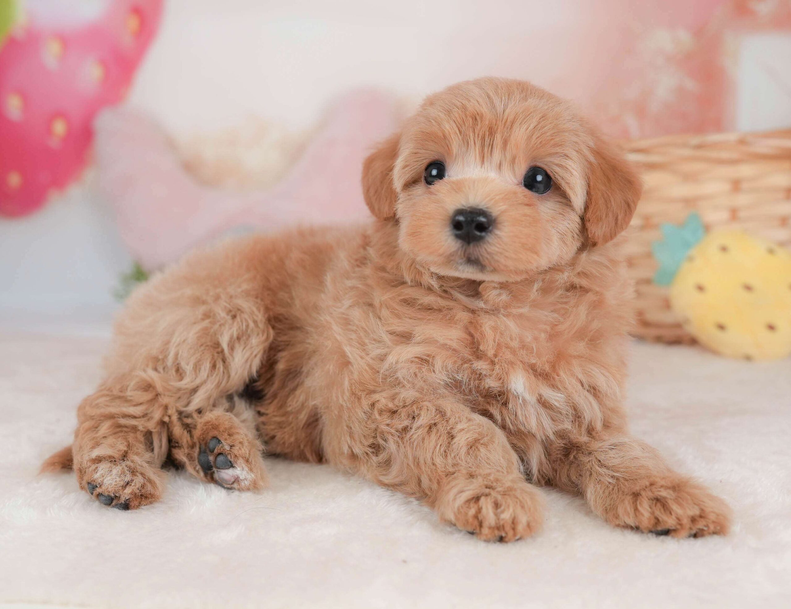 マルプー | 女の子 | アプリコット | 2026年2月2日（ID:dog-30002976）