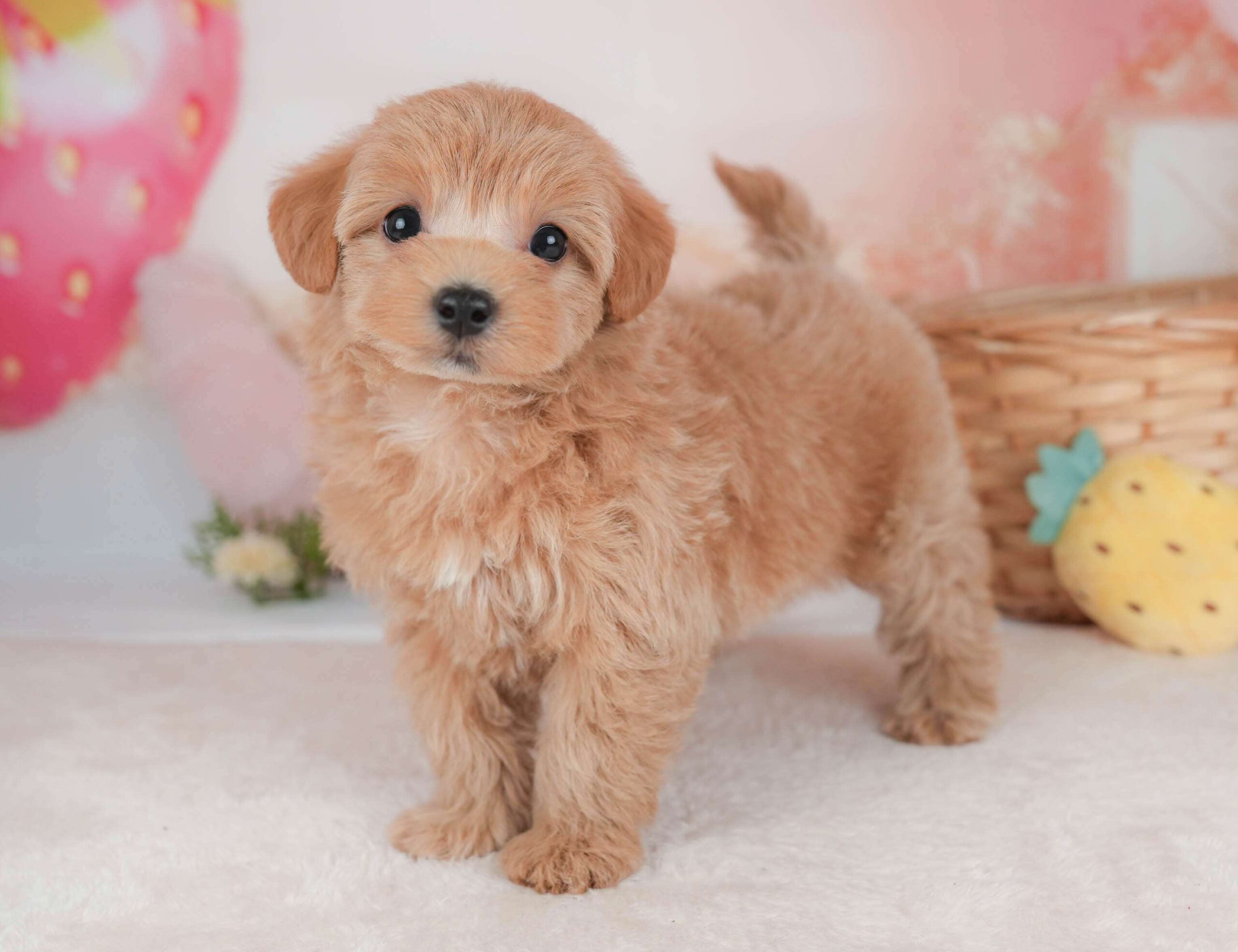 マルプー | 女の子 | アプリコット | 2026年2月2日（ID:dog-30002976）