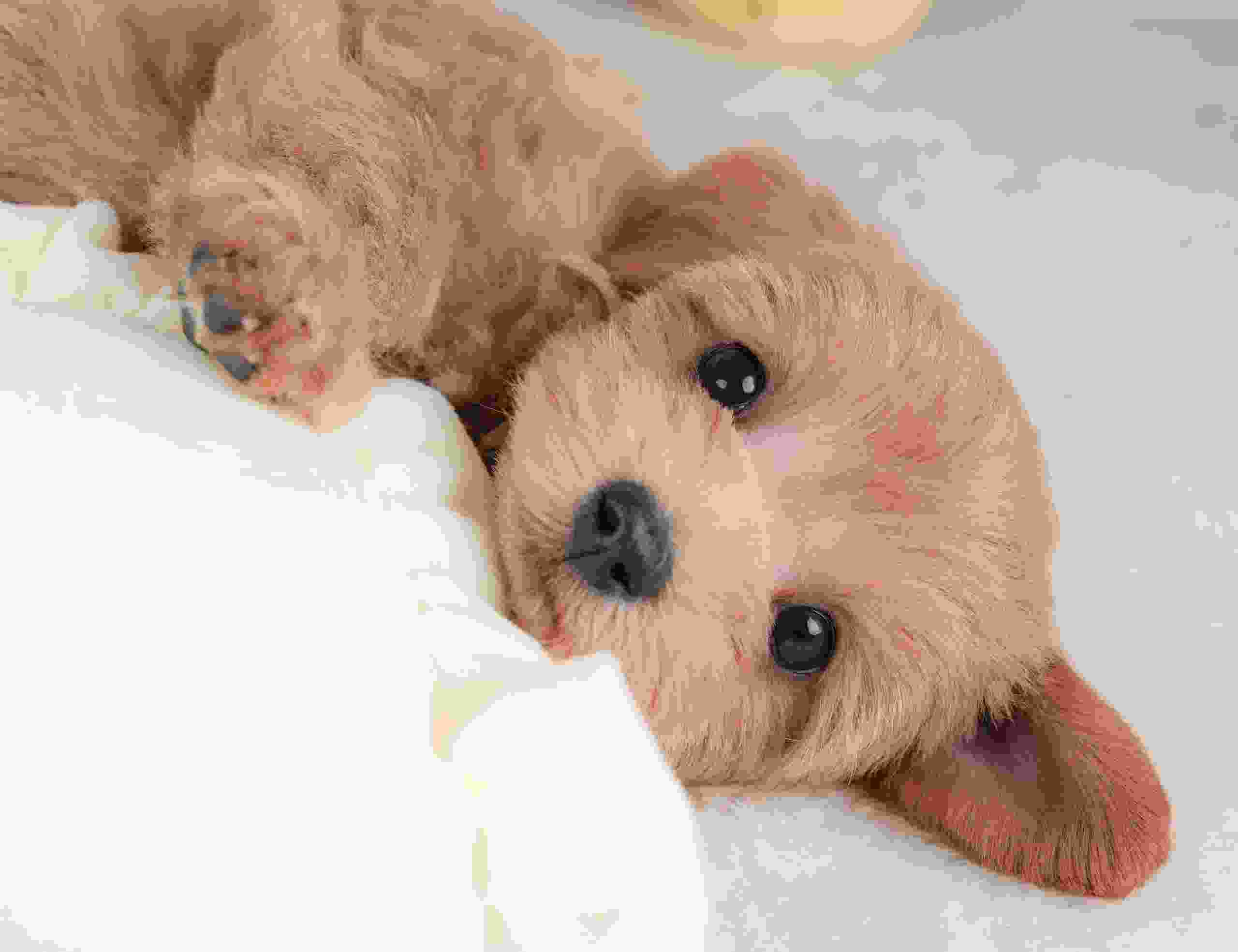 マルプー | 女の子 | アプリコット | 2026年2月2日（ID:dog-30002976）