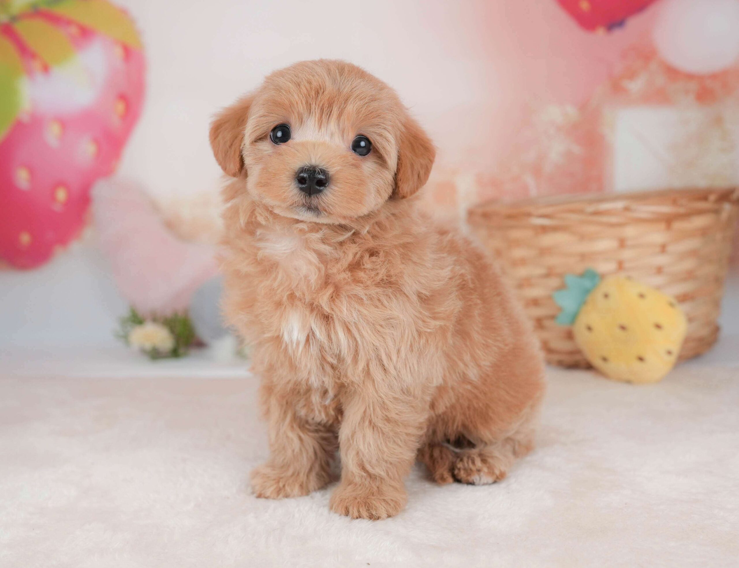 マルプー | 女の子 | アプリコット | 2026年2月2日（ID:dog-30002976）