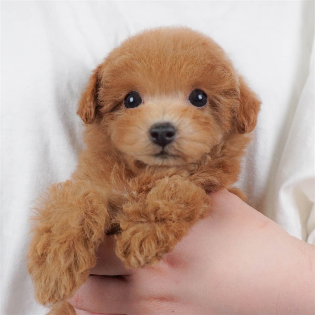 タイニー・プードル | 女の子 | レッド | 2026年2月3日（ID:dog-30002977）