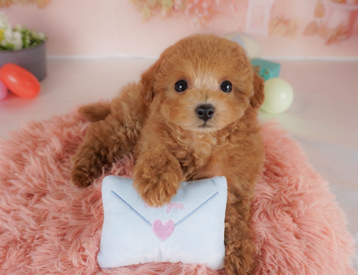 タイニー・プードル | 女の子 | レッド | 2026年2月3日（ID:dog-30002977）