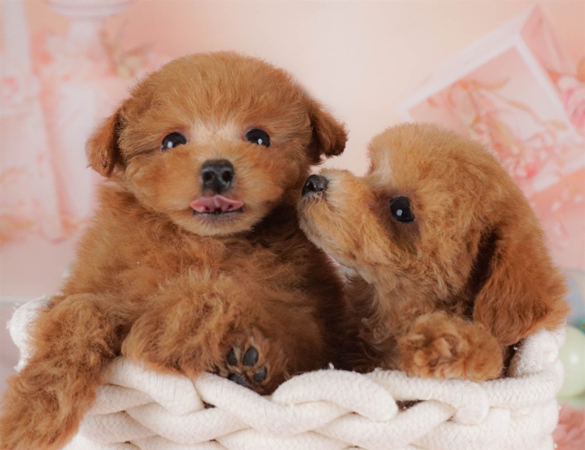 タイニー・プードル | 女の子 | レッド | 2026年2月3日（ID:dog-30002977）