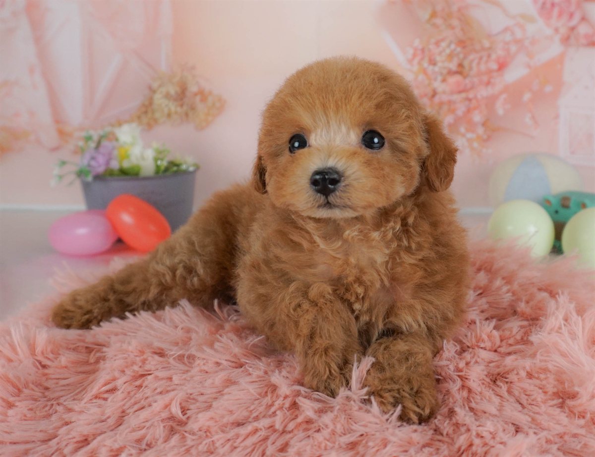 タイニー・プードル | 女の子 | レッド | 2026年2月3日（ID:dog-30002977）