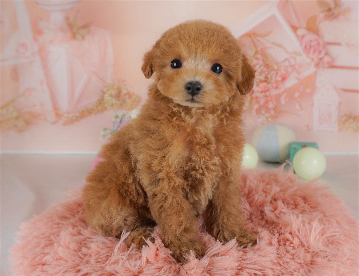 タイニー・プードル | 女の子 | レッド | 2026年2月3日（ID:dog-30002977）