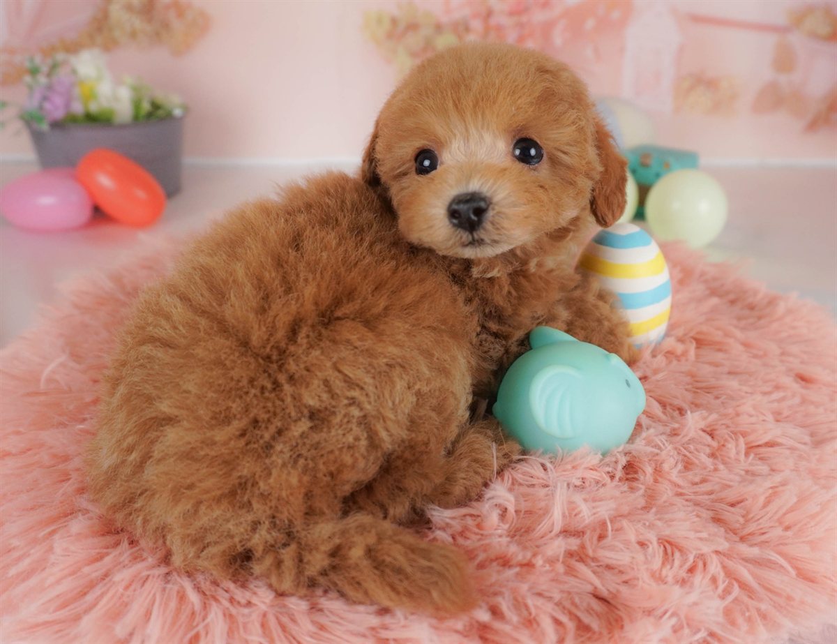 タイニー・プードル | 女の子 | レッド | 2026年2月3日（ID:dog-30002977）