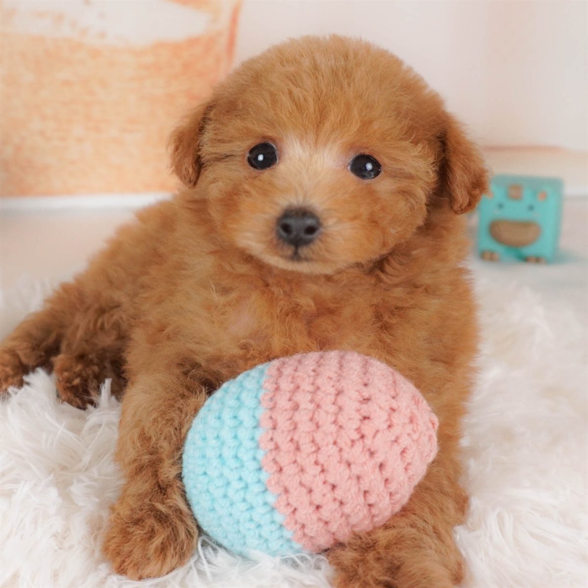 タイニー・プードル | 男の子 | レッド | 2026年2月3日（ID:dog-30002978）