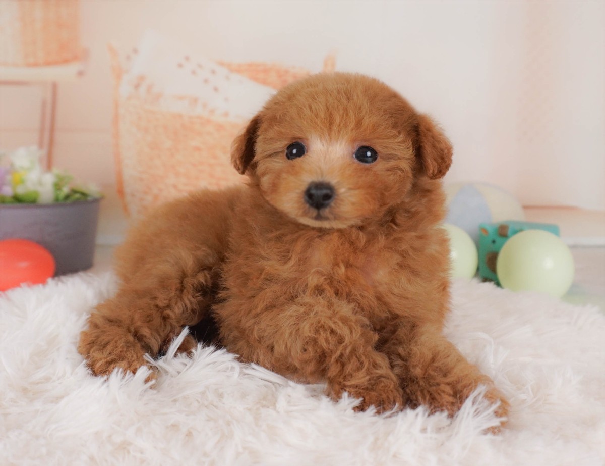 タイニー・プードル | 男の子 | レッド | 2026年2月3日（ID:dog-30002978）