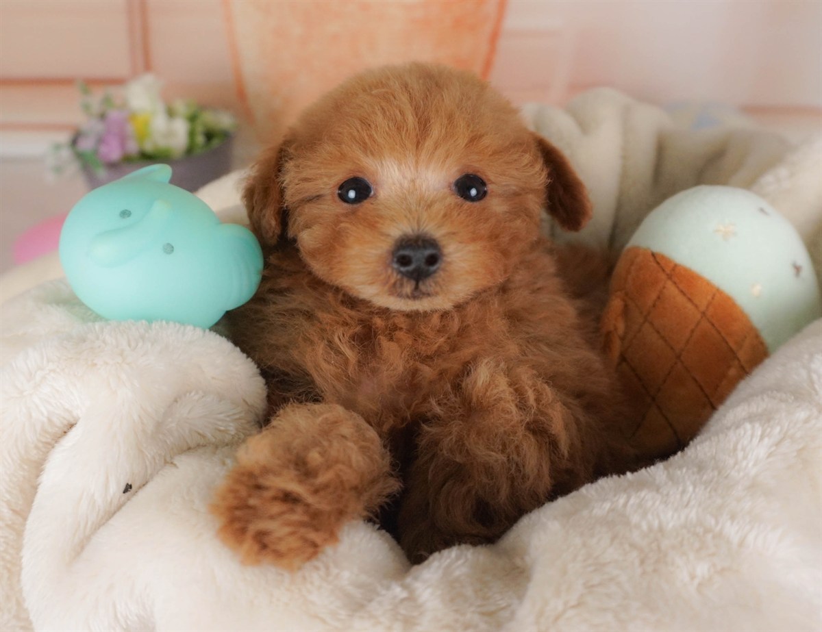 タイニー・プードル | 男の子 | レッド | 2026年2月3日（ID:dog-30002978）