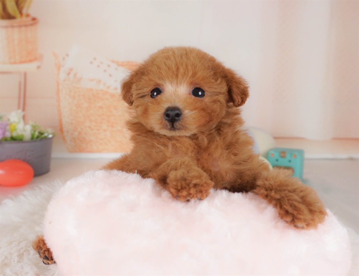 タイニー・プードル | 男の子 | レッド | 2026年2月3日（ID:dog-30002978）