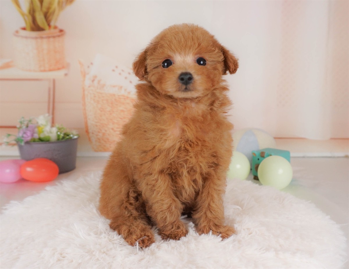 タイニー・プードル | 男の子 | レッド | 2026年2月3日（ID:dog-30002978）