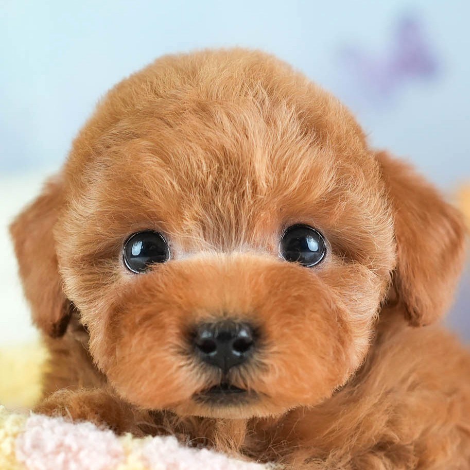 タイニー・プードル | 女の子 | レッド | 2026年2月5日