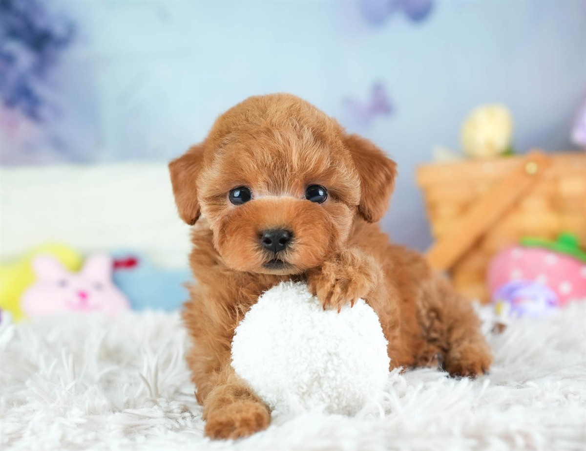 タイニー・プードル | 女の子 | レッド | 2026年2月5日