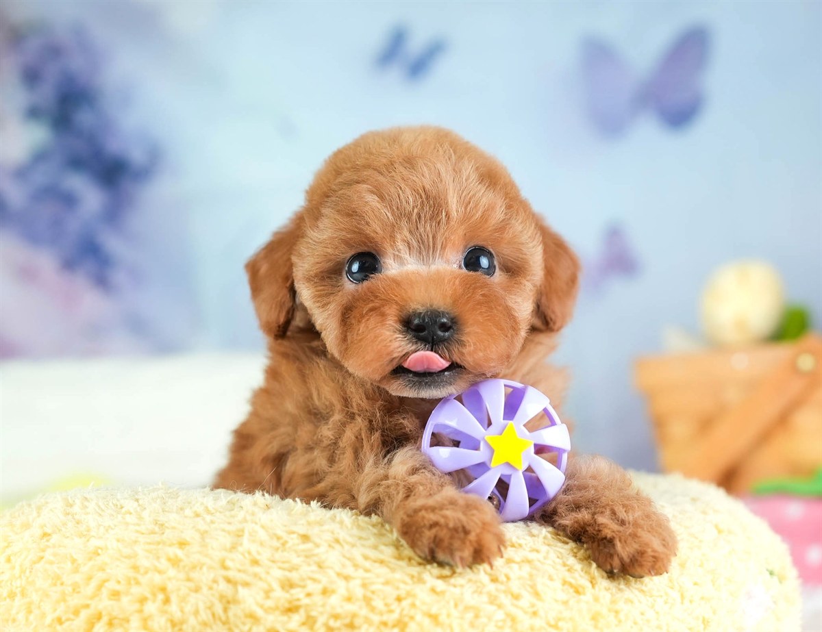 タイニー・プードル | 女の子 | レッド | 2026年2月5日