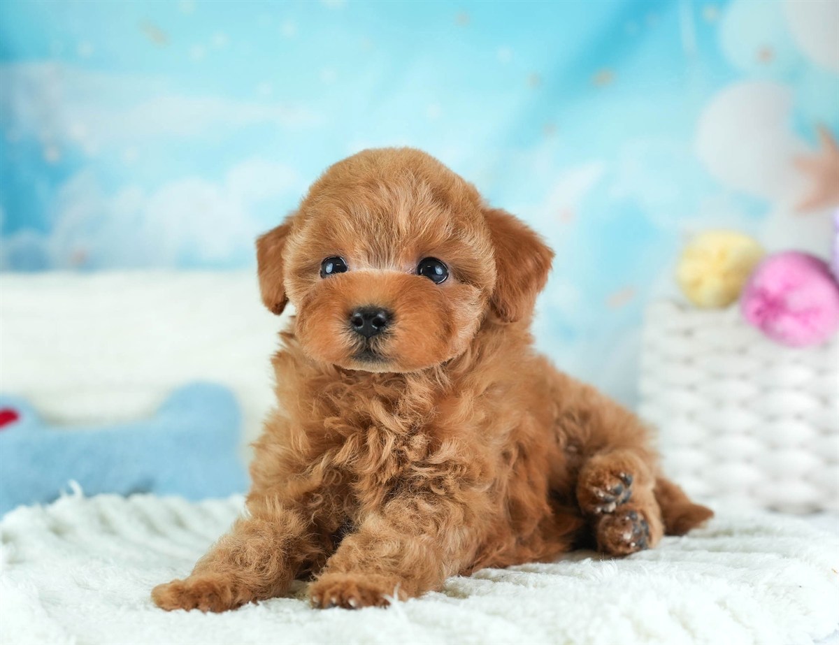 タイニー・プードル | 女の子 | レッド | 2026年2月5日