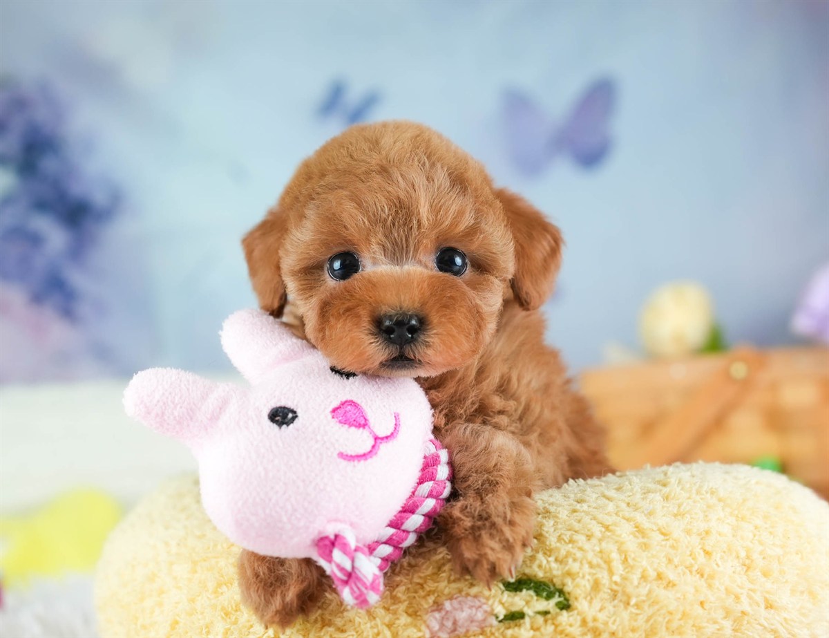 タイニー・プードル | 女の子 | レッド | 2026年2月5日