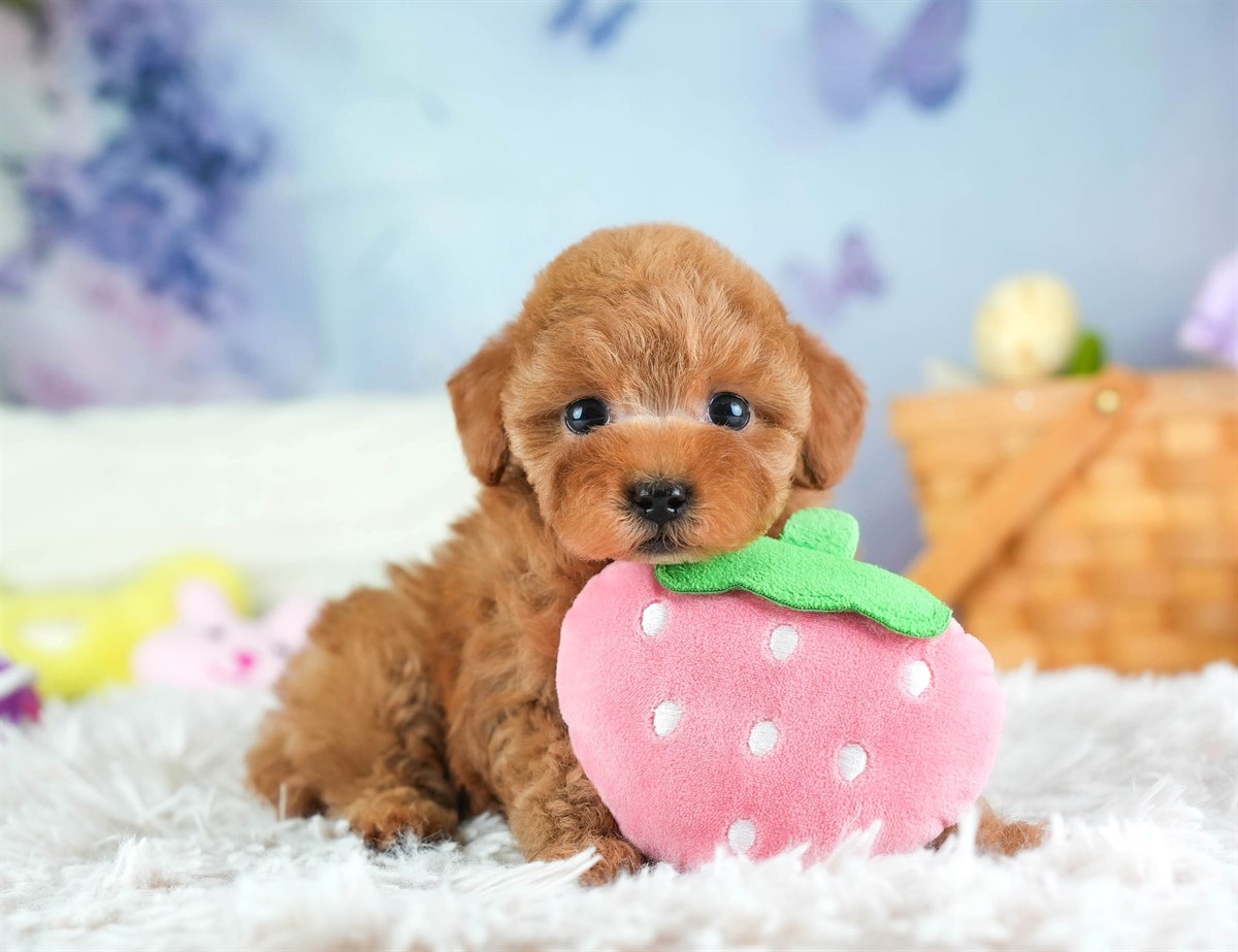 タイニー・プードル | 女の子 | レッド | 2026年2月5日