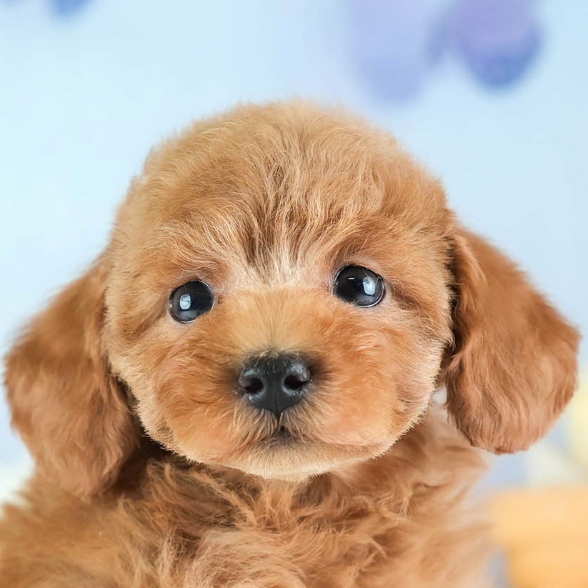 トイ・プードル | 男の子 | レッド | 2026年2月5日