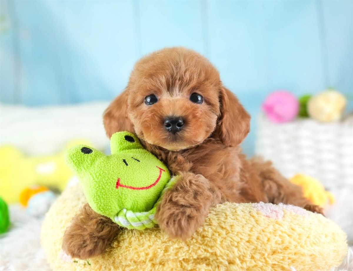 トイ・プードル | 男の子 | レッド | 2026年2月5日