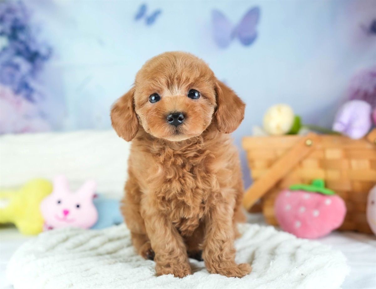 トイ・プードル | 男の子 | レッド | 2026年2月5日